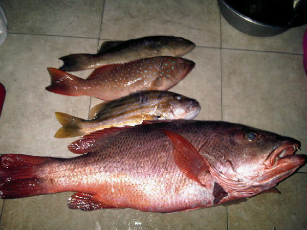 INDONESIA SPEARFISHING » Top Ten Fish to hunt In Bali