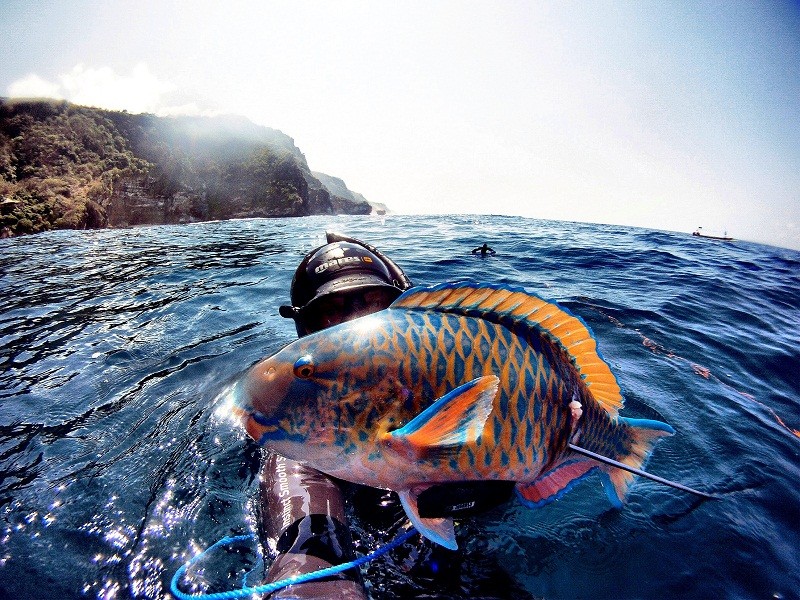 Bali Spearfishing Parrotfish