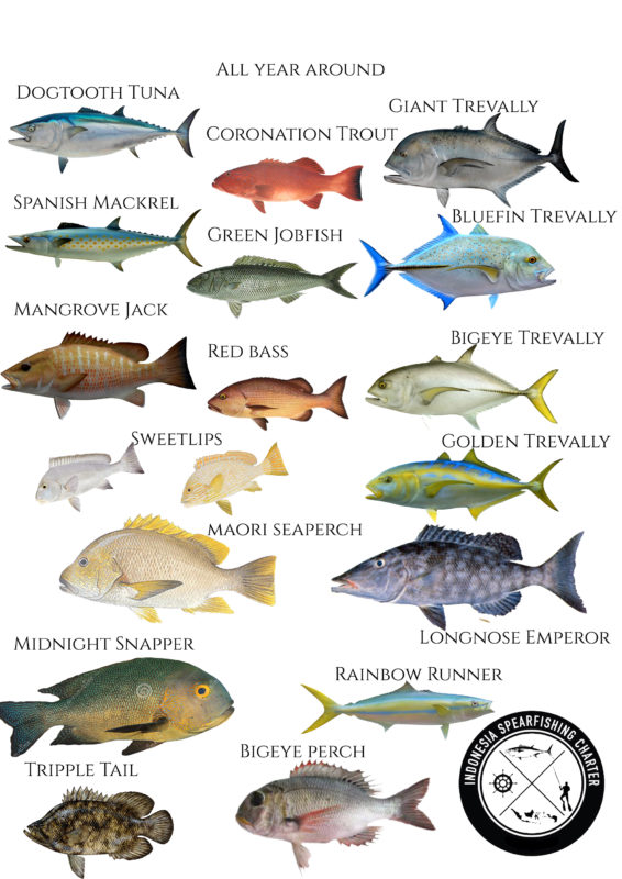 EAST BALI FISH SPECIES