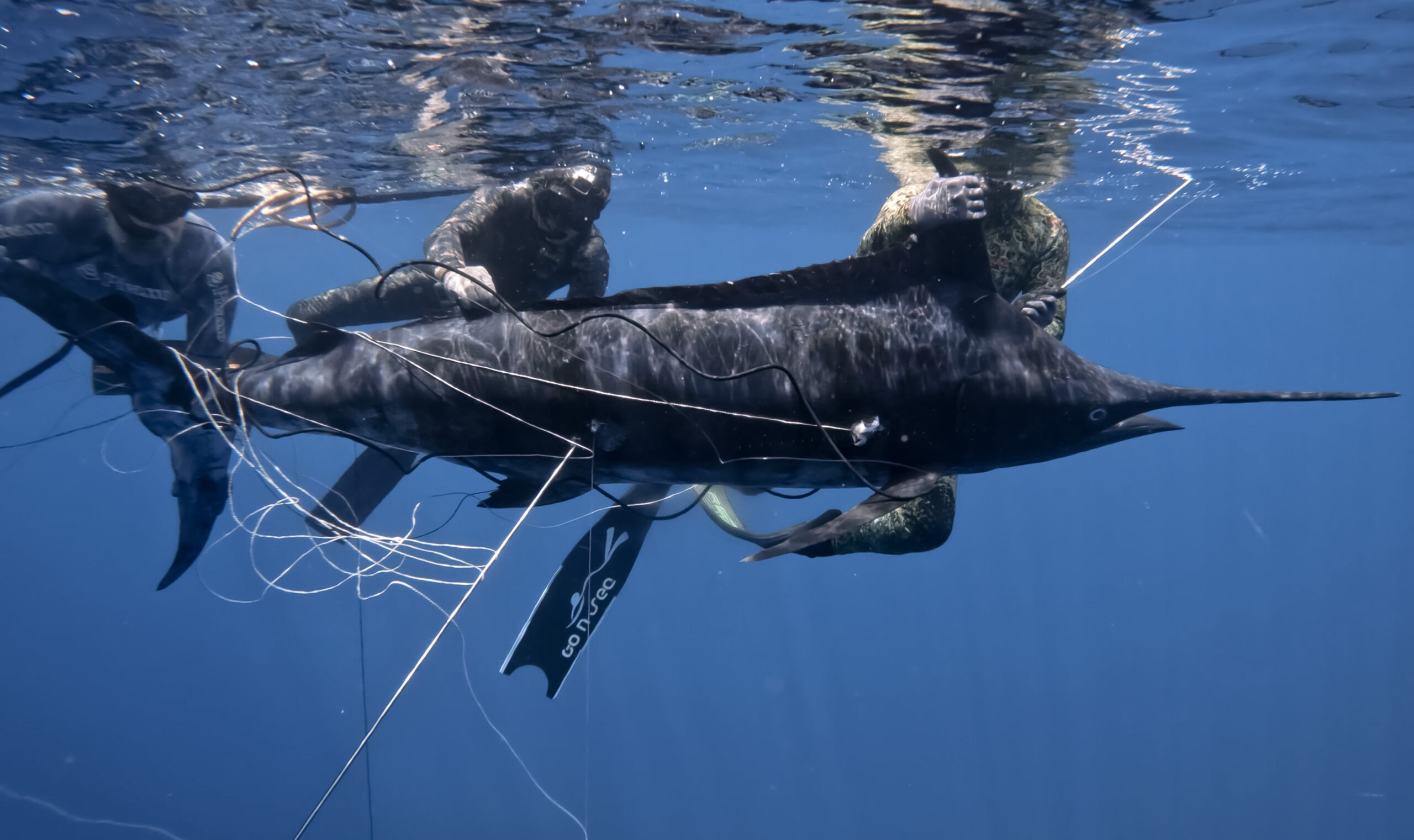 Bali Spearfishing Black Marlin