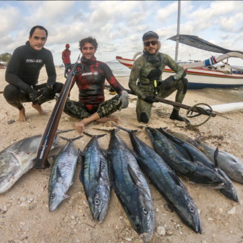 Spearfishing Bali Spanish Mackerel