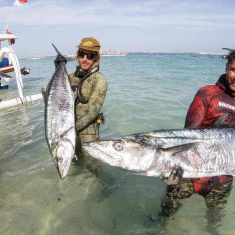 Bali Spearfishing Spanish Mackerel