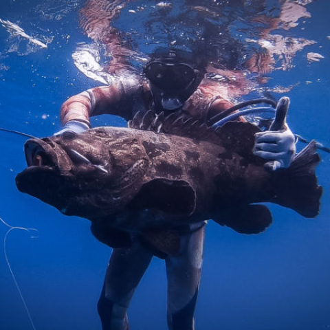 Bali spearfishing giant Flowery cod