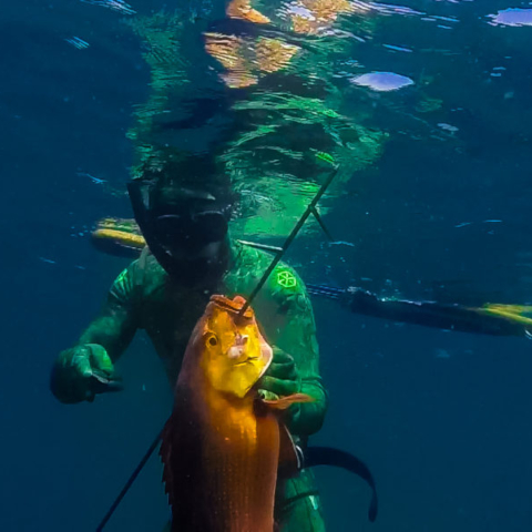 Bali Spearfishing Redbass